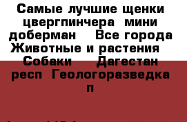 Самые лучшие щенки цвергпинчера (мини доберман) - Все города Животные и растения » Собаки   . Дагестан респ.,Геологоразведка п.